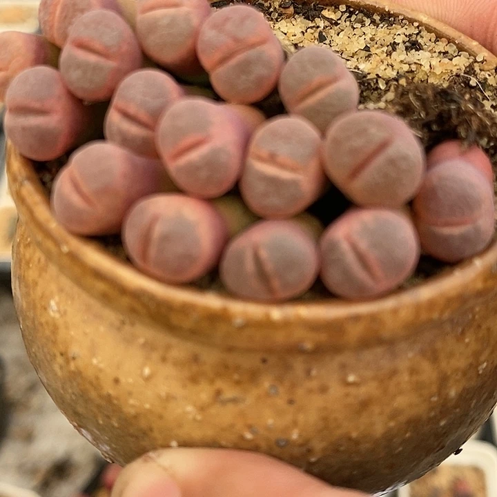 1639c10风铃一颗。