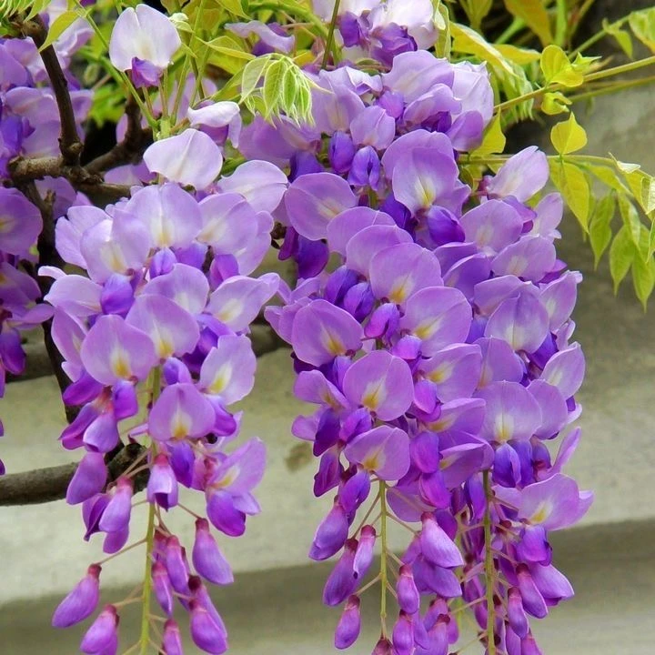 紫藤花老桩盆栽苗四季好养耐热耐寒