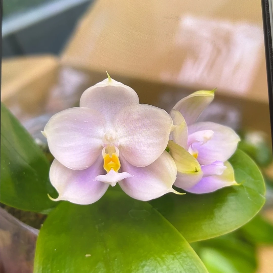 无花朵1.7寸紫珍珠苗