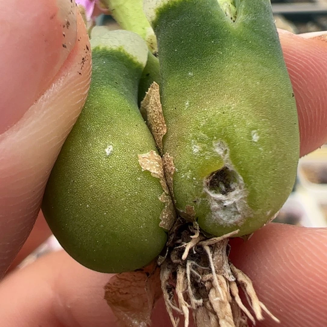 你****700 好看的多肉冲冲冲