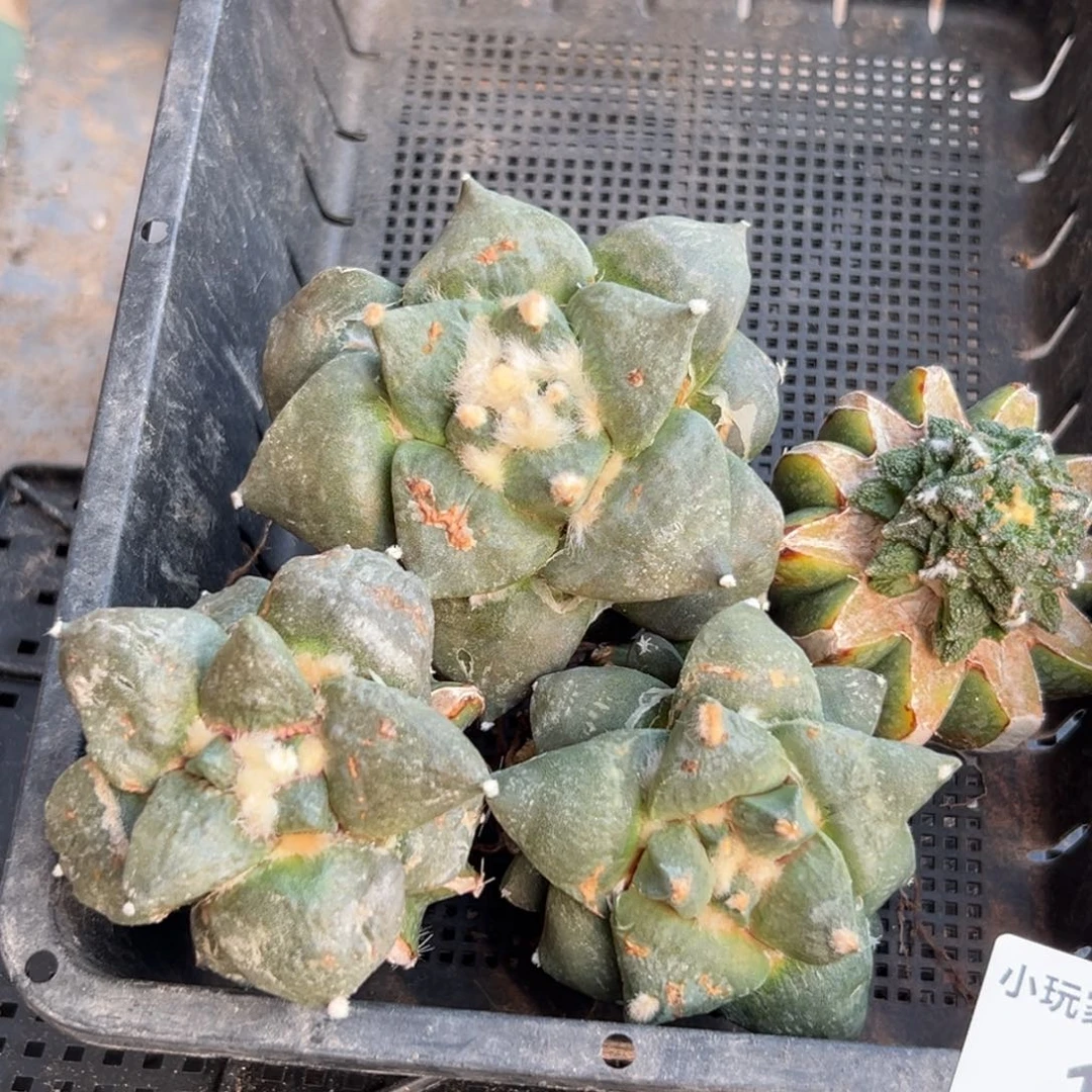 127 仙人球的比赛将于