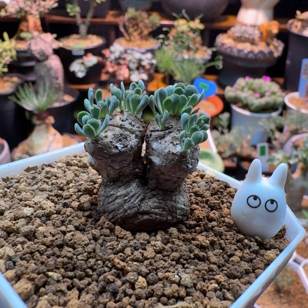 默***派马杂厚墩菊096仙人掌