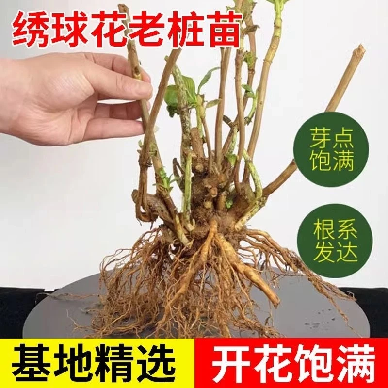 绣球三年老桩花苗多色大花四季开花耐热耐寒适合新手庭院盆栽对版
