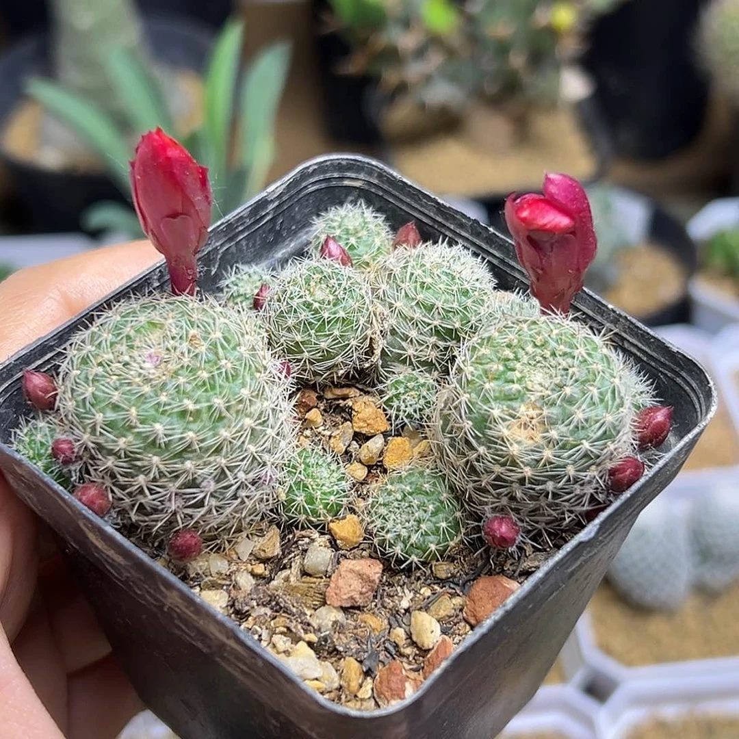 火焰红宝山群3颗一盆