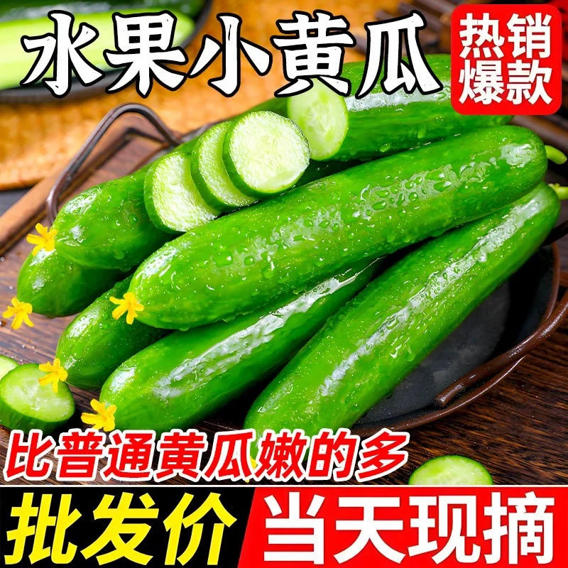 【新鲜采摘 坏果包赔】水果黄瓜新鲜时令黄瓜
