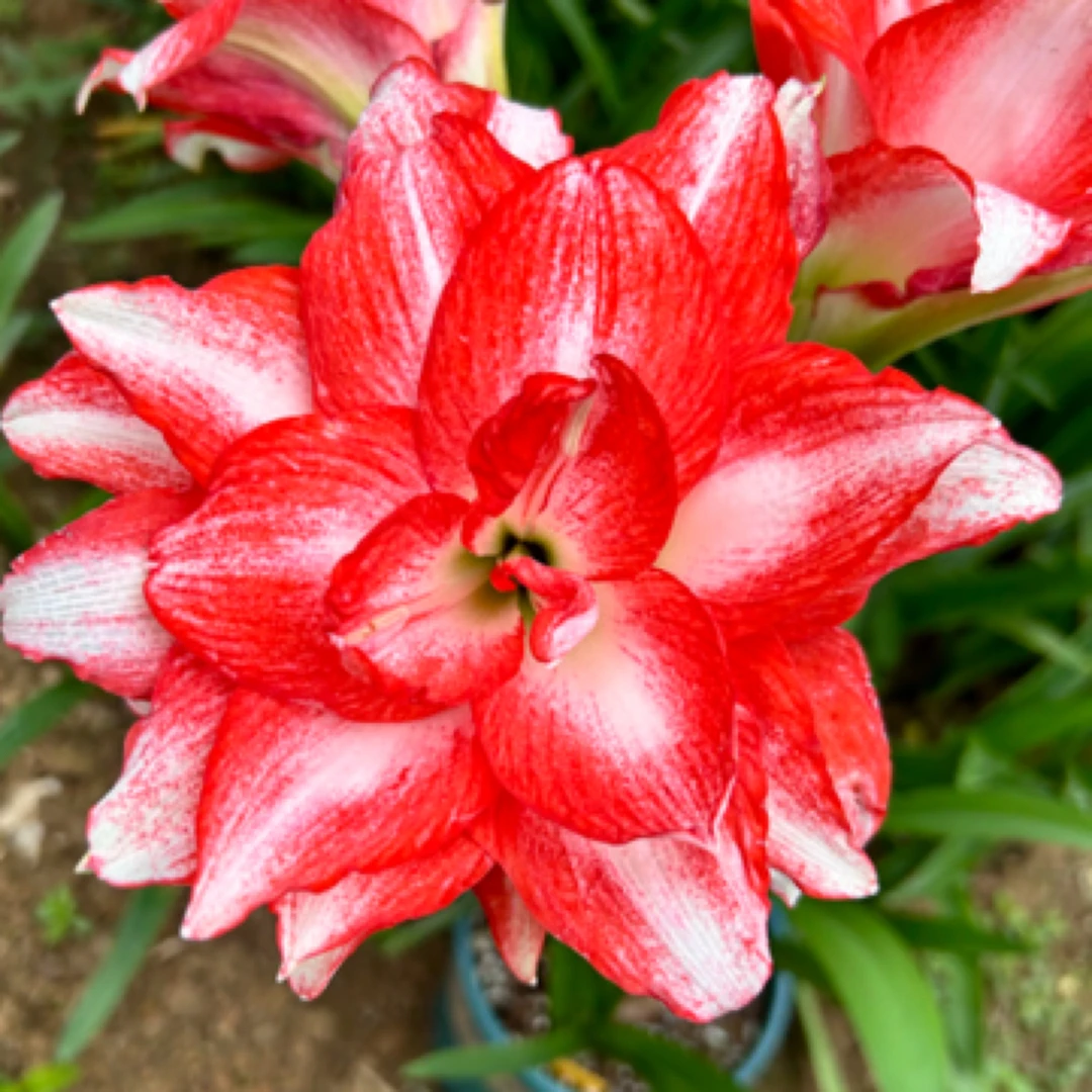 异域孔雀-朱顶红-阳台盆栽球根种球四季花卉