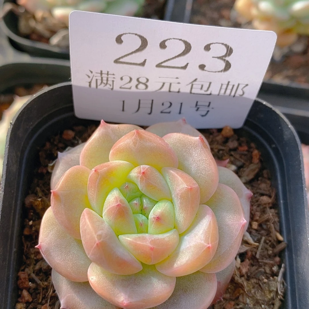 【闪购商品】云223