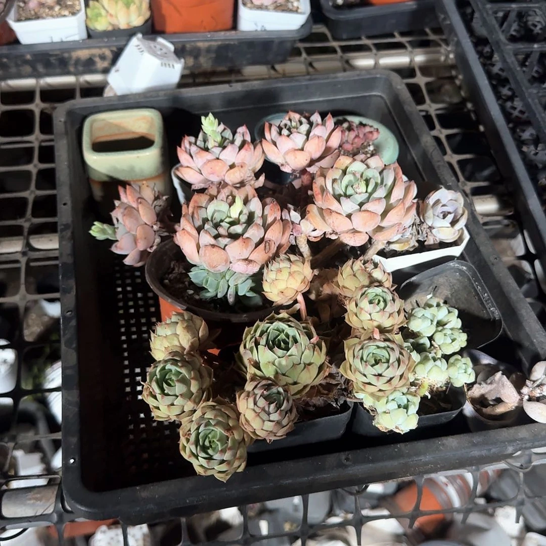 傻***觉多肉植物满20包