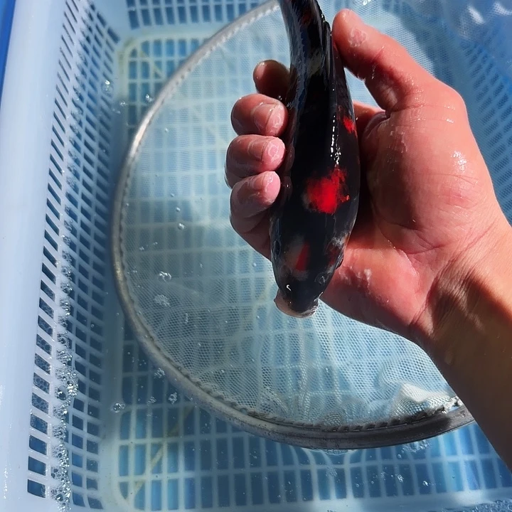 锦鲤锦鲤锦鲤锦鲤