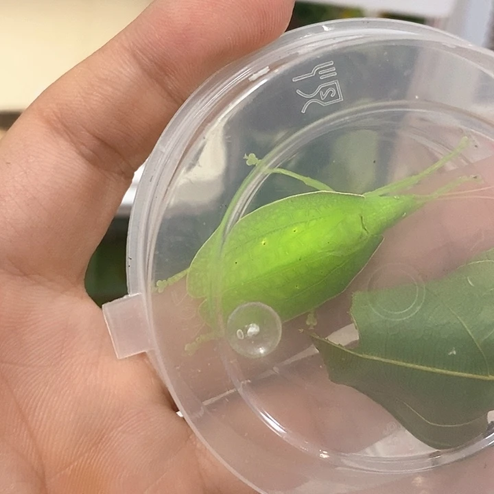 翡螽两只啊啊啊啊