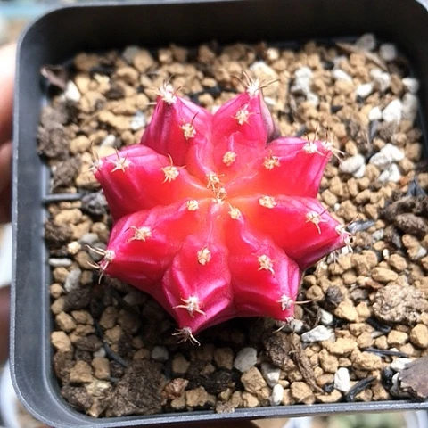 多肉肉锥 米哈牡丹锦