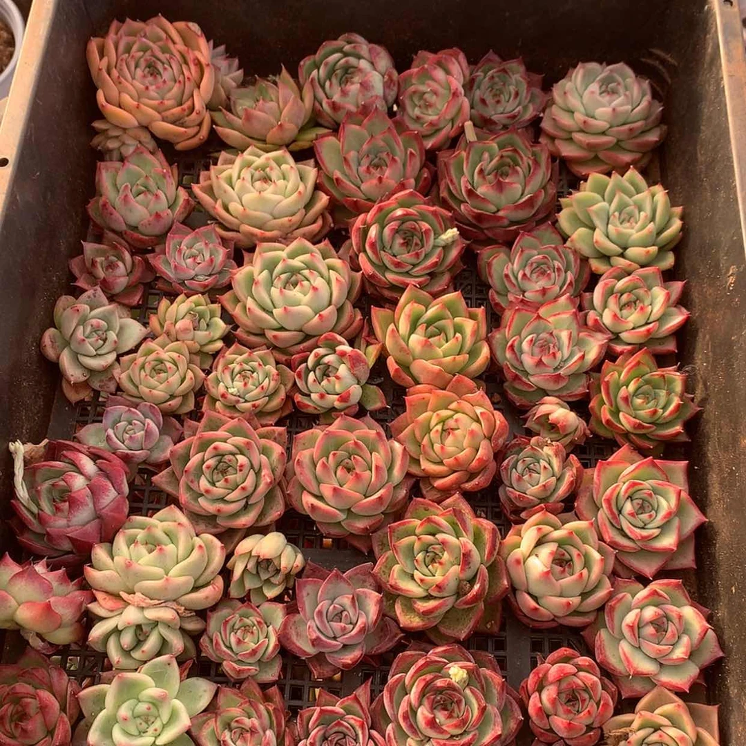 【闪购商品】云481号一筐