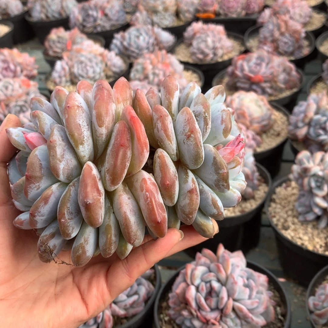 无花朵哈哈哈哈哈哈哈哈1