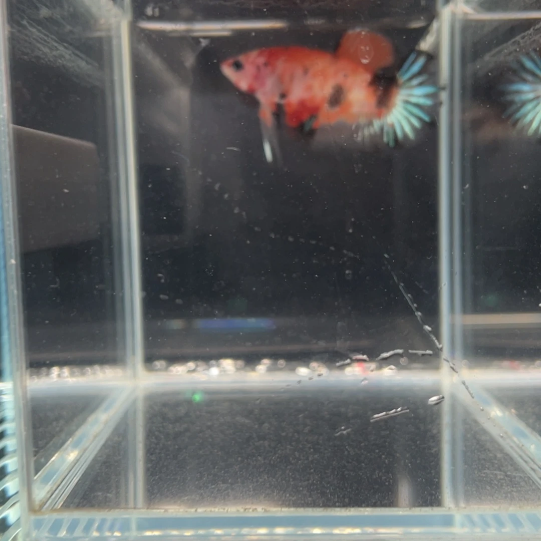 斗鱼1.4  将军 022