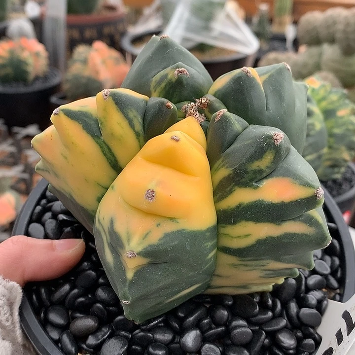 710老鸾凤玉锦11公分66666666