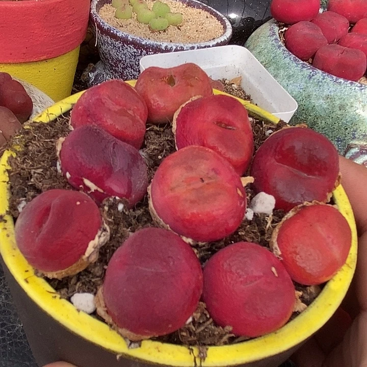 超绒蟠桃母本一颗有伤