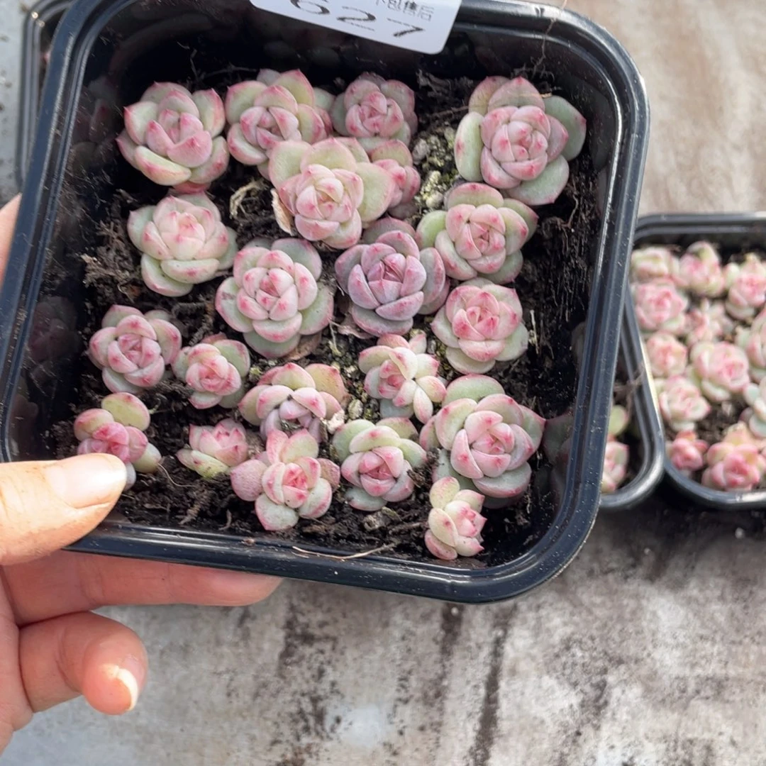 糕大上多肉植物627