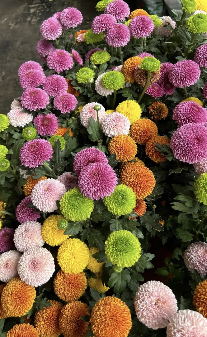 七彩乒乓菊盆栽四季开花耐热好养带花苞室内外阳台花卉植物