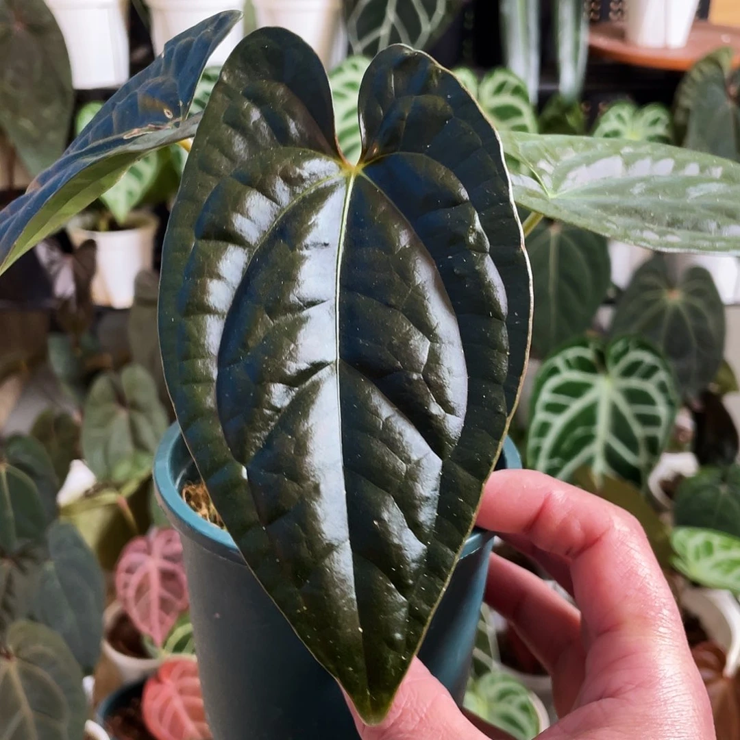 完全开放暗夜巴拿马杂奢华