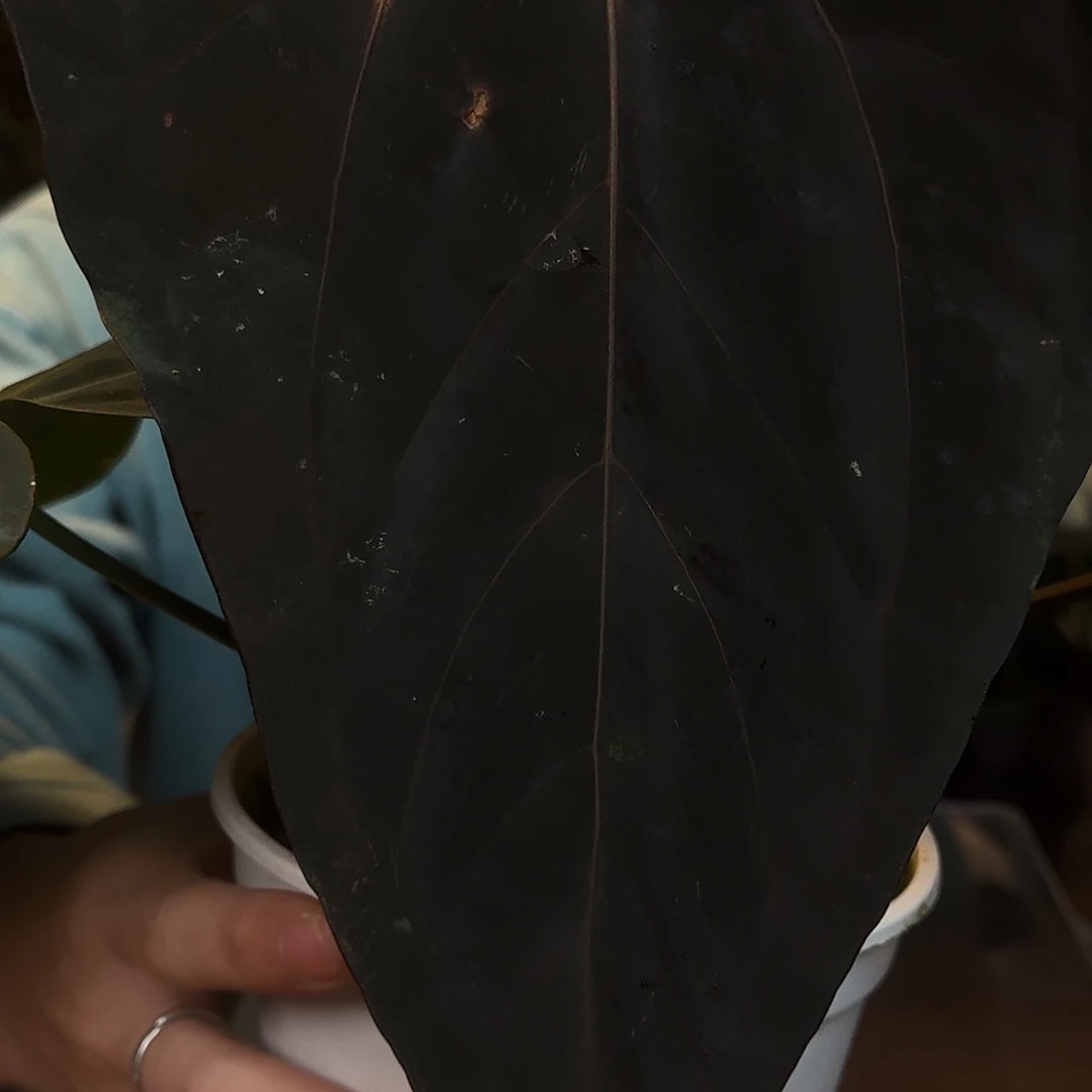 完全开放P165papiRL杂黑凤凰轻微叶损无售后