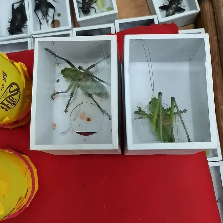 嘻***哈郝建伟蝈蝈精品包邮