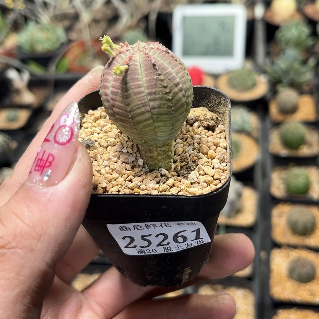 25261一物一拍单头发货