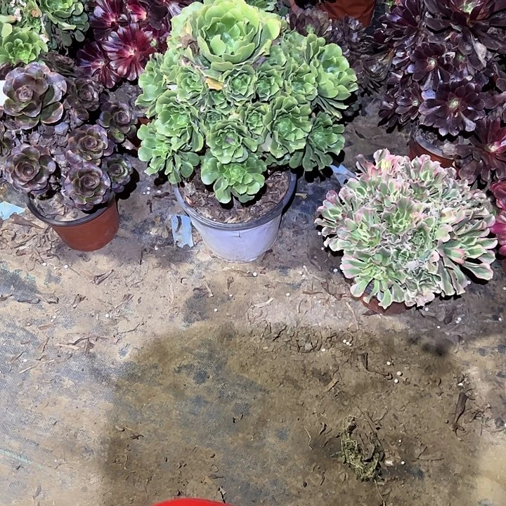 不包侧枝一物一拍164