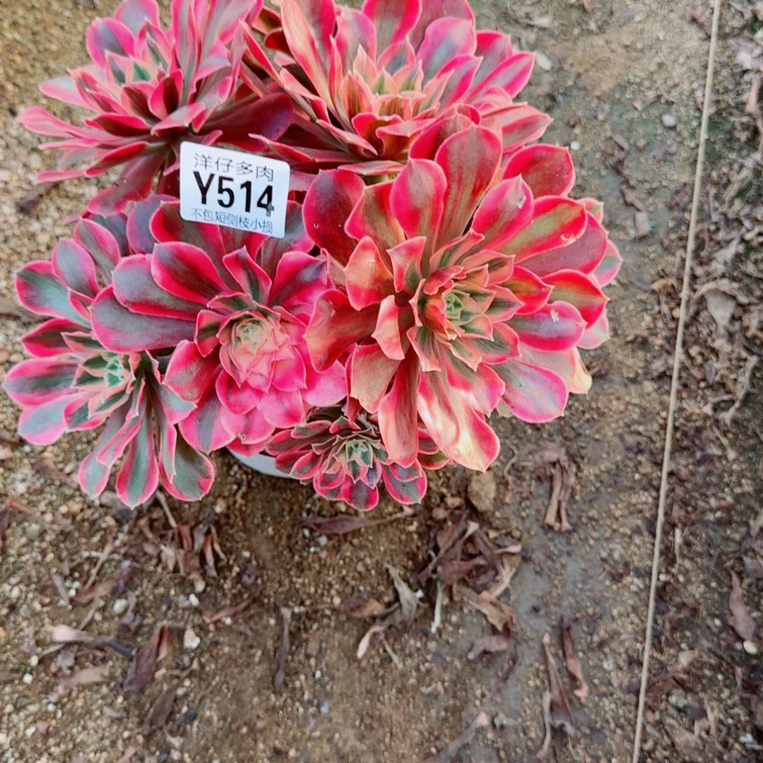 女妖发师514冠幅20