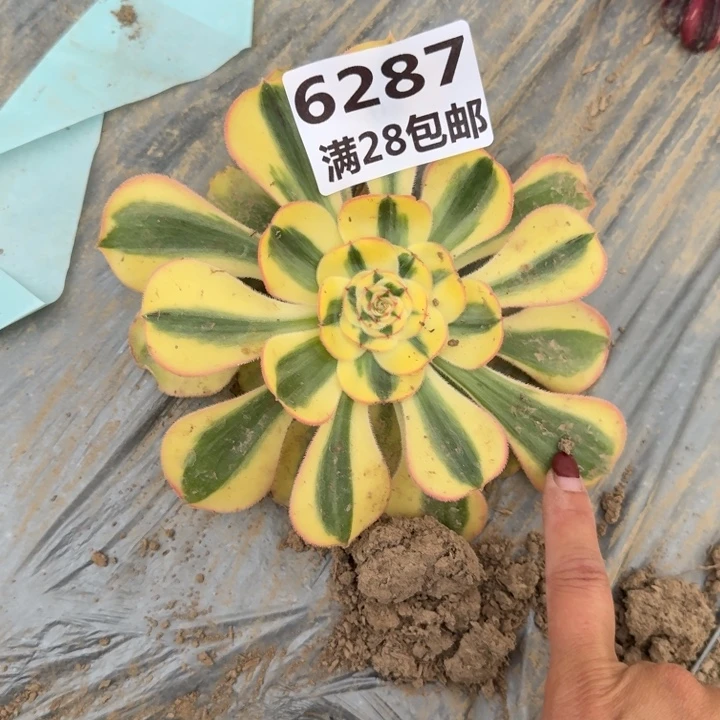 6287王妃多肉二号棚A