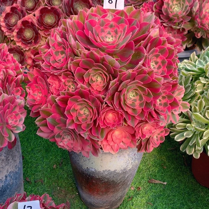 89粉女巫精品大捧花朵朵