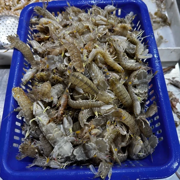 4斤 鲜活 小皮皮虾