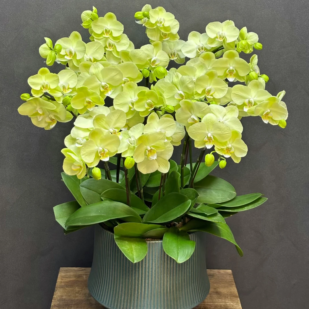 【8 株大绿花蝴蝶兰带瓷盆】送货上门年宵花