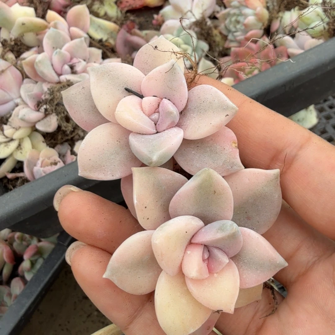 量拍 粉紫乐锦两个一组