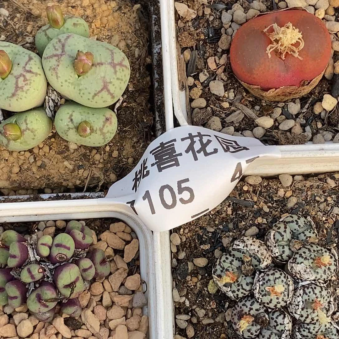 飞**f-05-47-组合有伤福利。