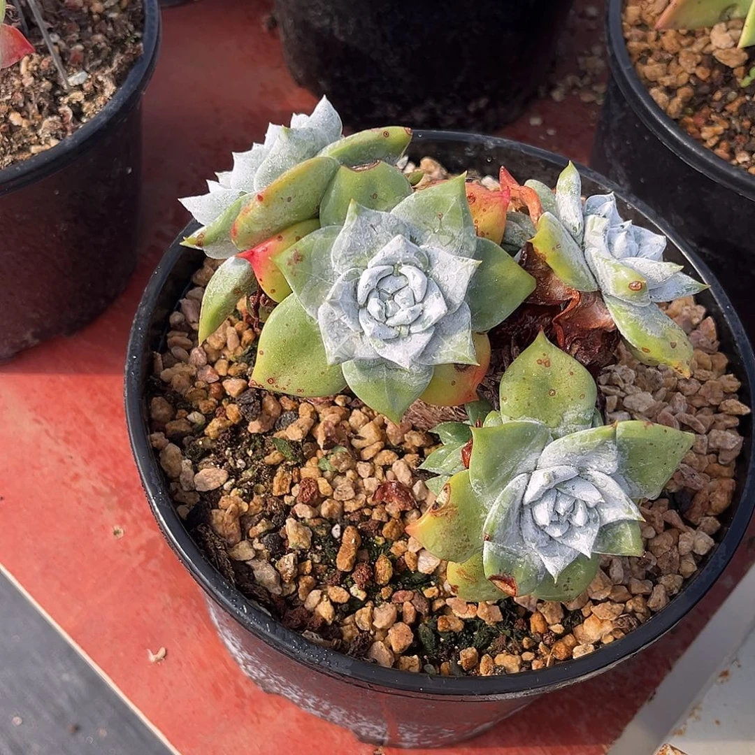 大圆叶苹果叶小鹿多肉一物一拍