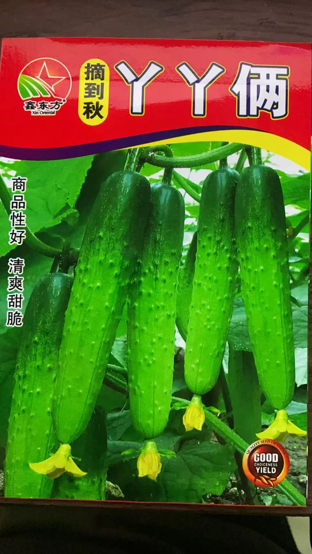 结不够丫丫俩旱黄瓜种子好吃好卖早熟抗病生长旺盛适合小院种植