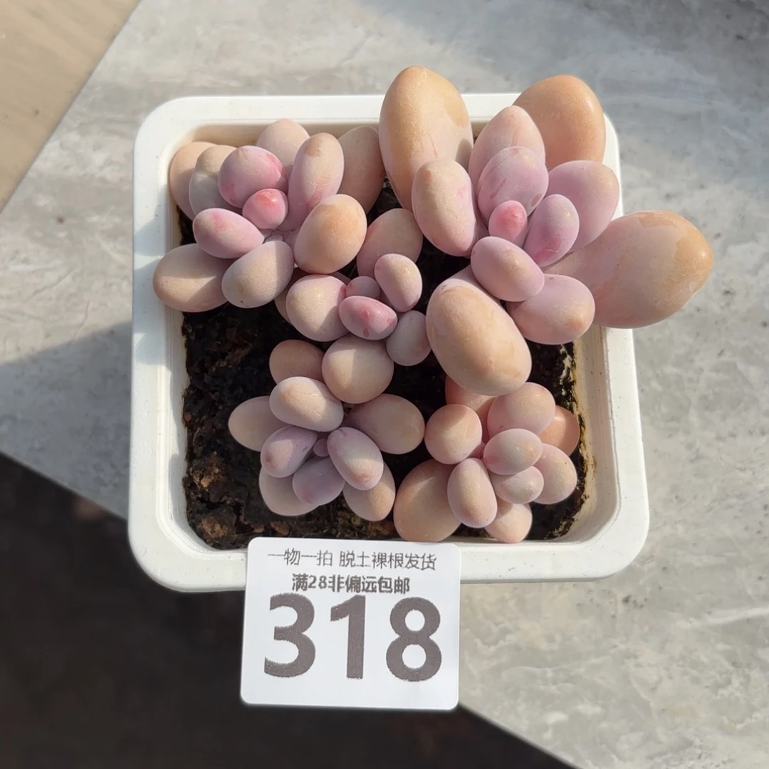 桃蛋老桩无盆土发货