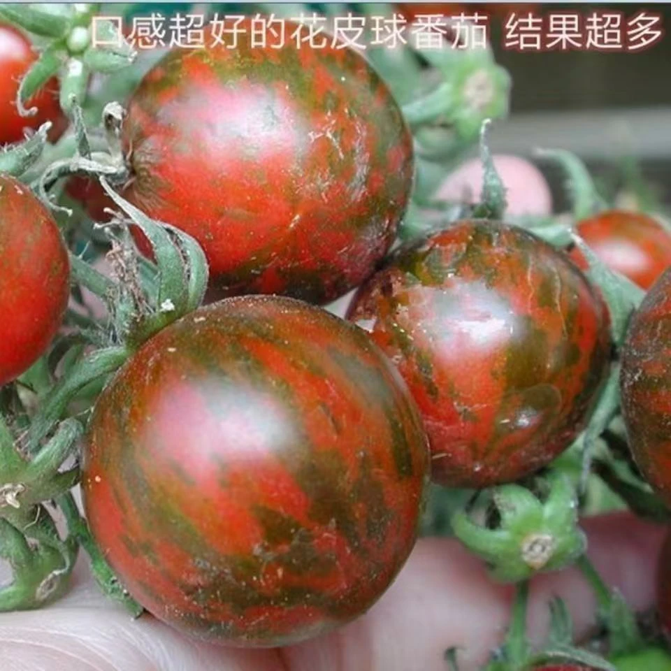 【花皮球柿子种子】四季种植盆栽地栽阳台小院种植