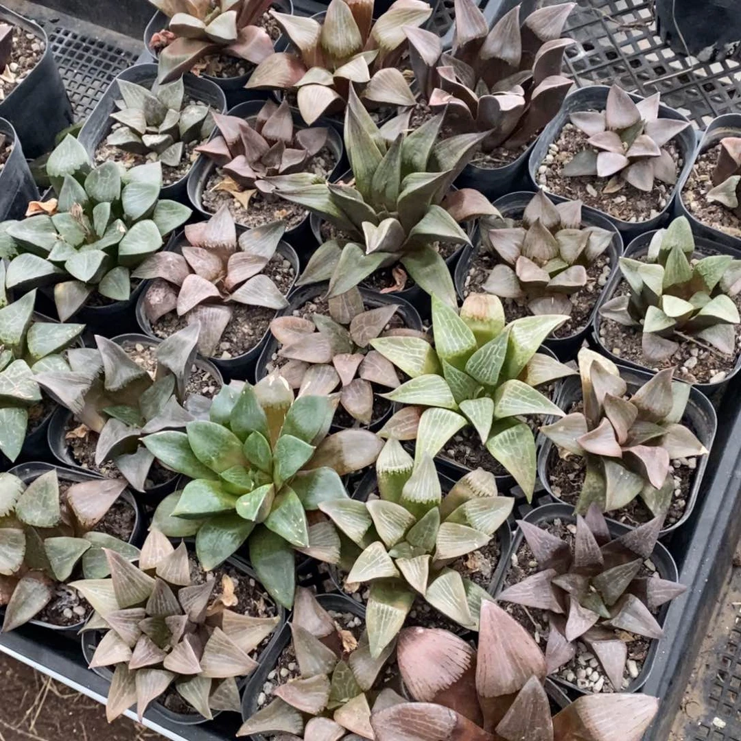 1223 一盆实生大寿 双12整点福利