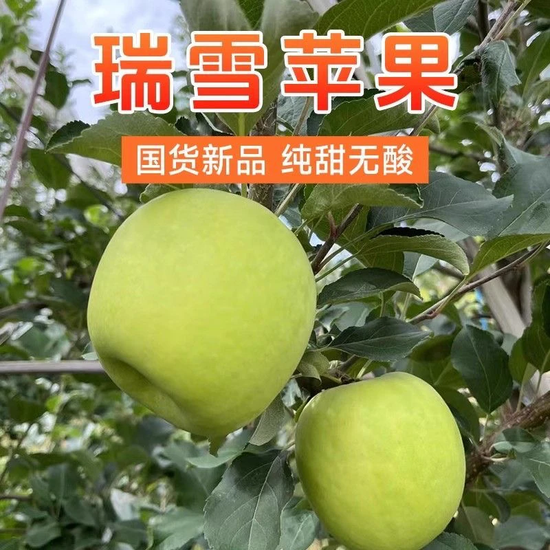 觅洲甘肃瑞雪苹果一级果新鲜脆香甜多汁顺丰包邮