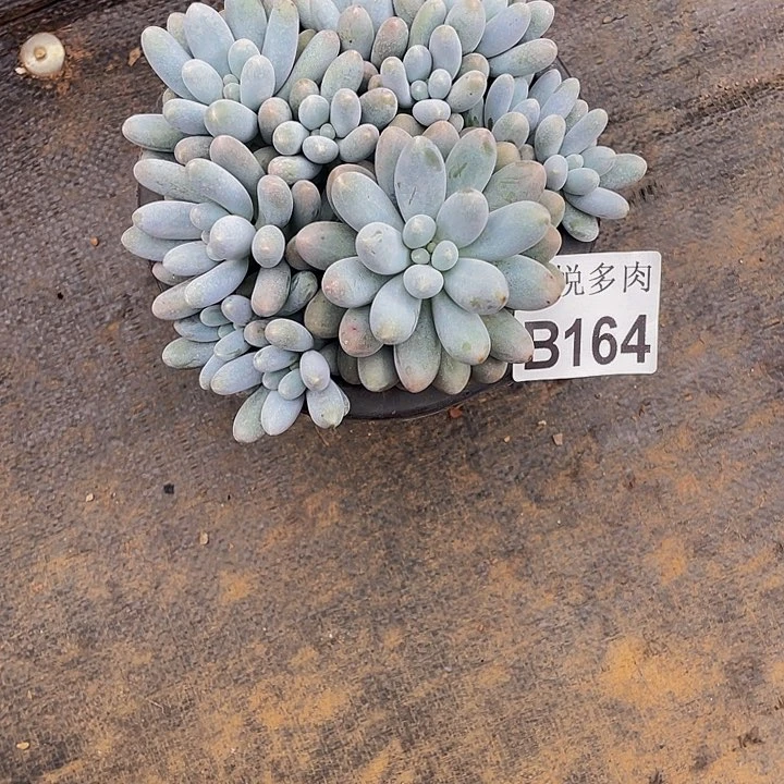 诺*星悦多肉 B164