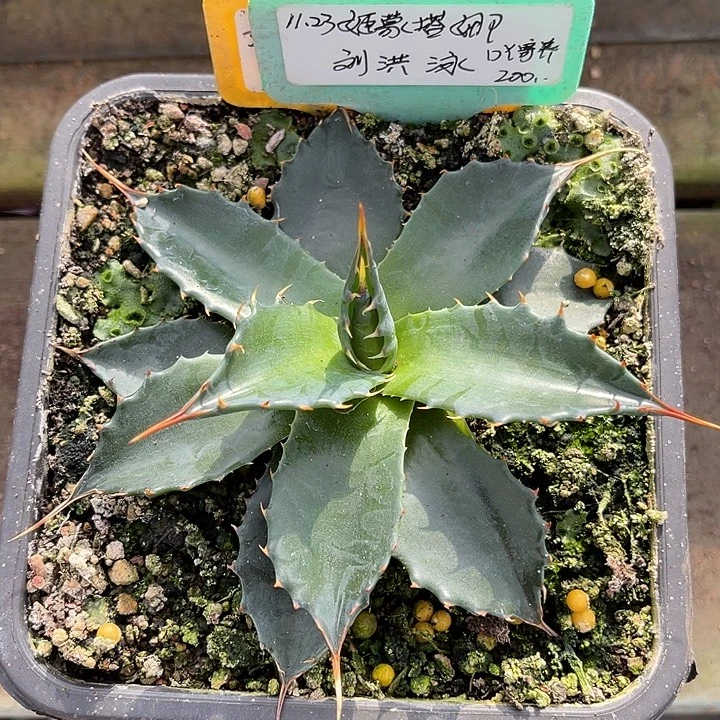 勋哥多肉姬蒙塔娜