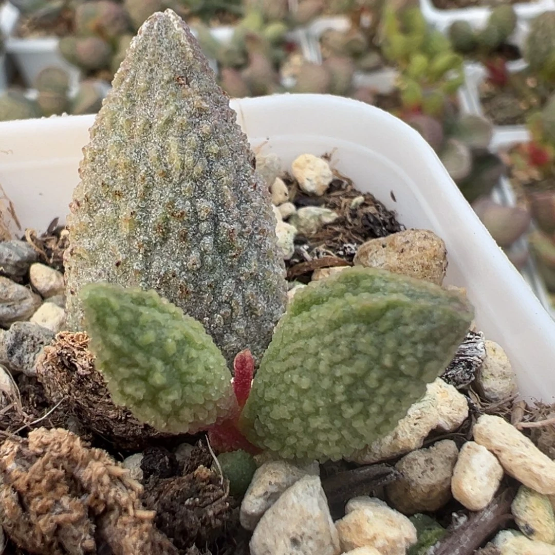 实生新品大苗多肉植物水泡