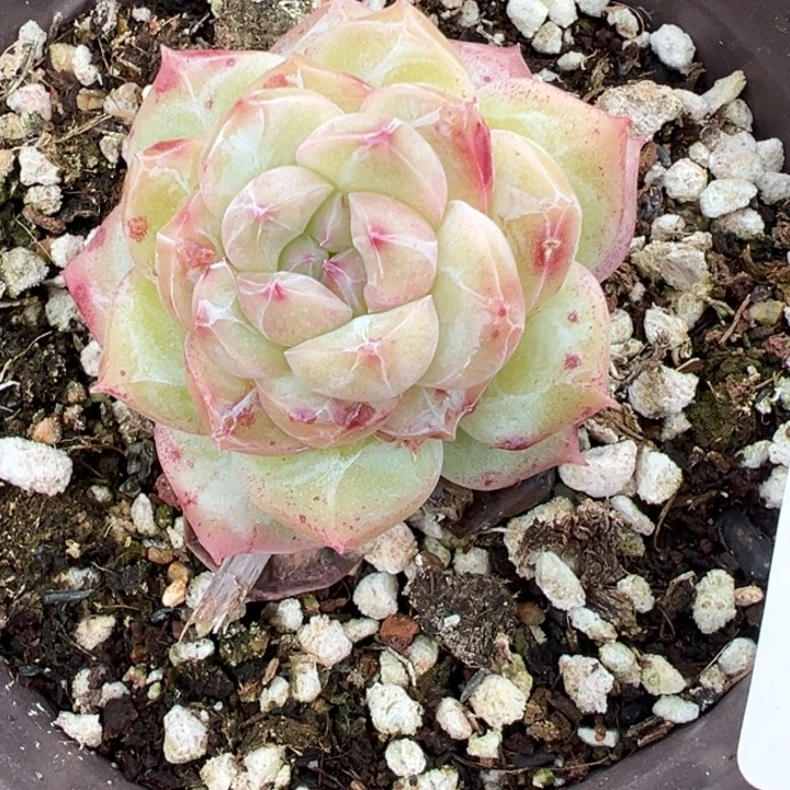 糖心石化多肉植物165