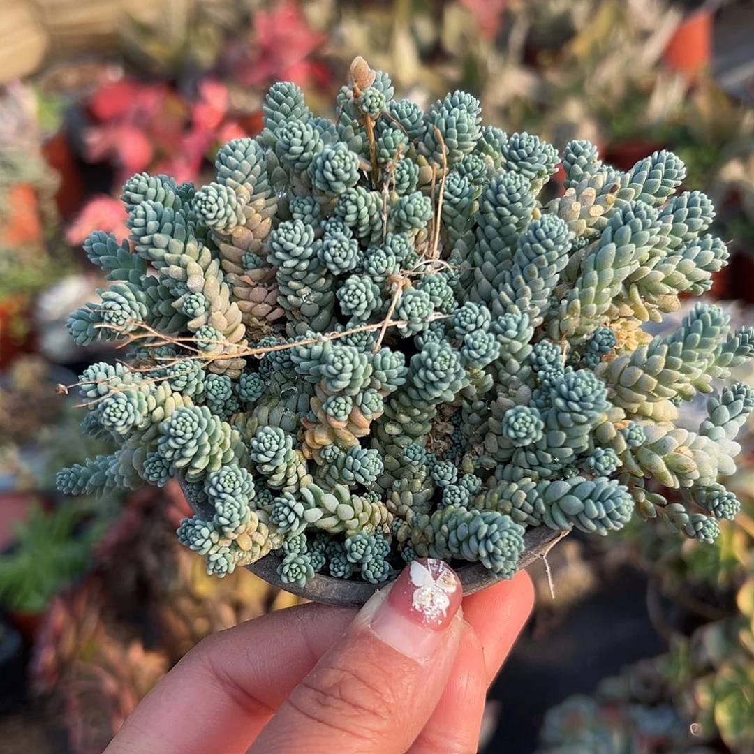 多肉植物姬星美人