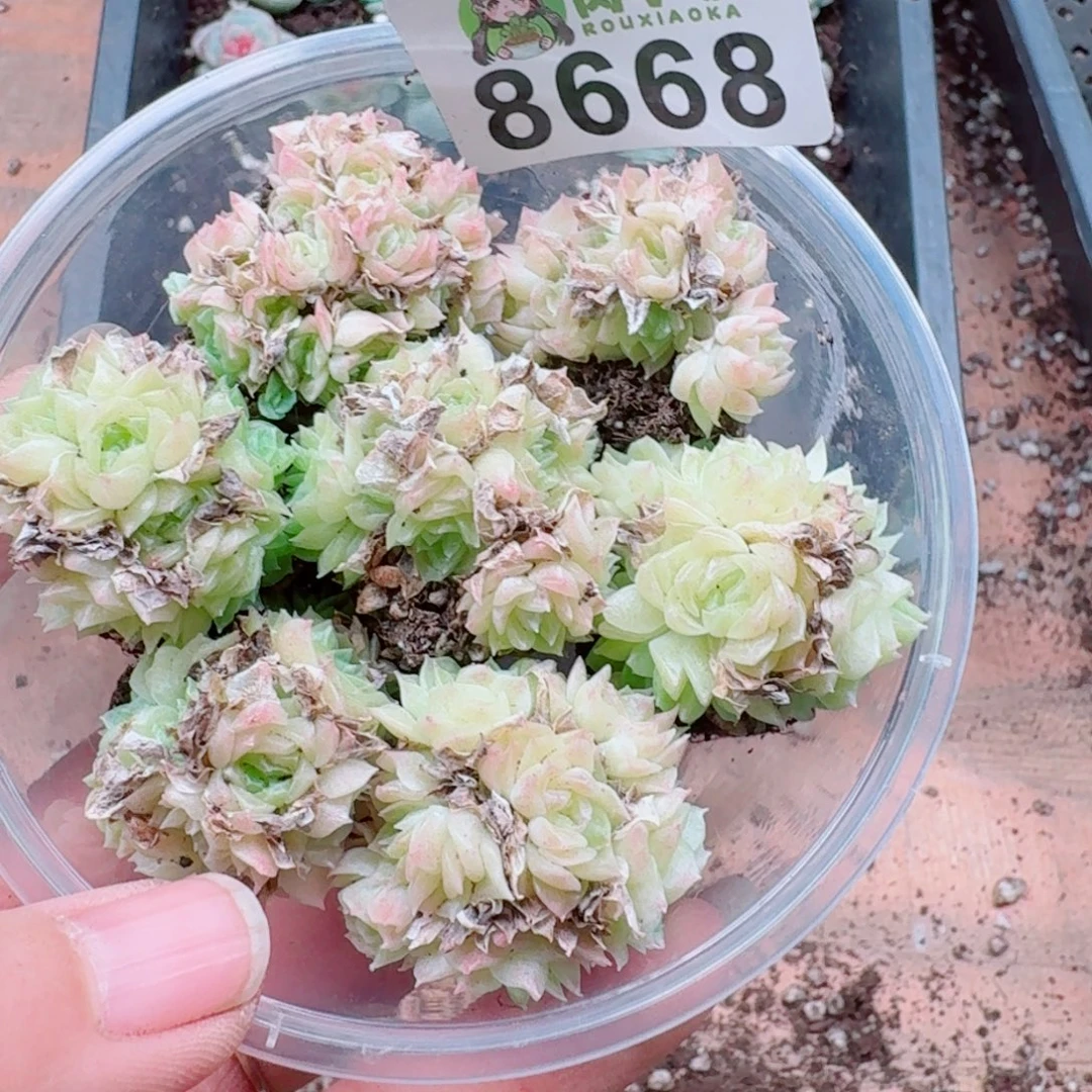 多肉植物多肉植物