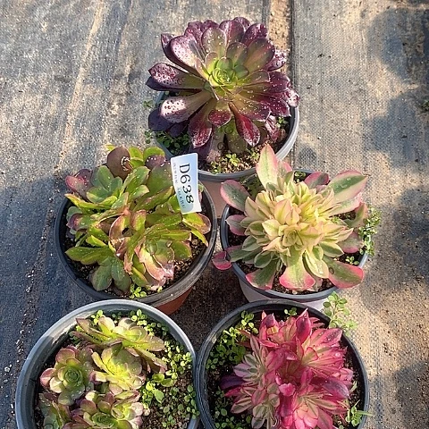 638法师多肉5颗组合