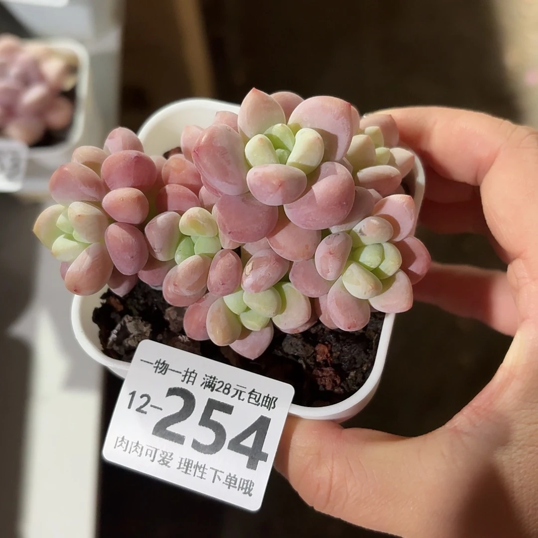 红洛神无盆土发货无盆土发货无