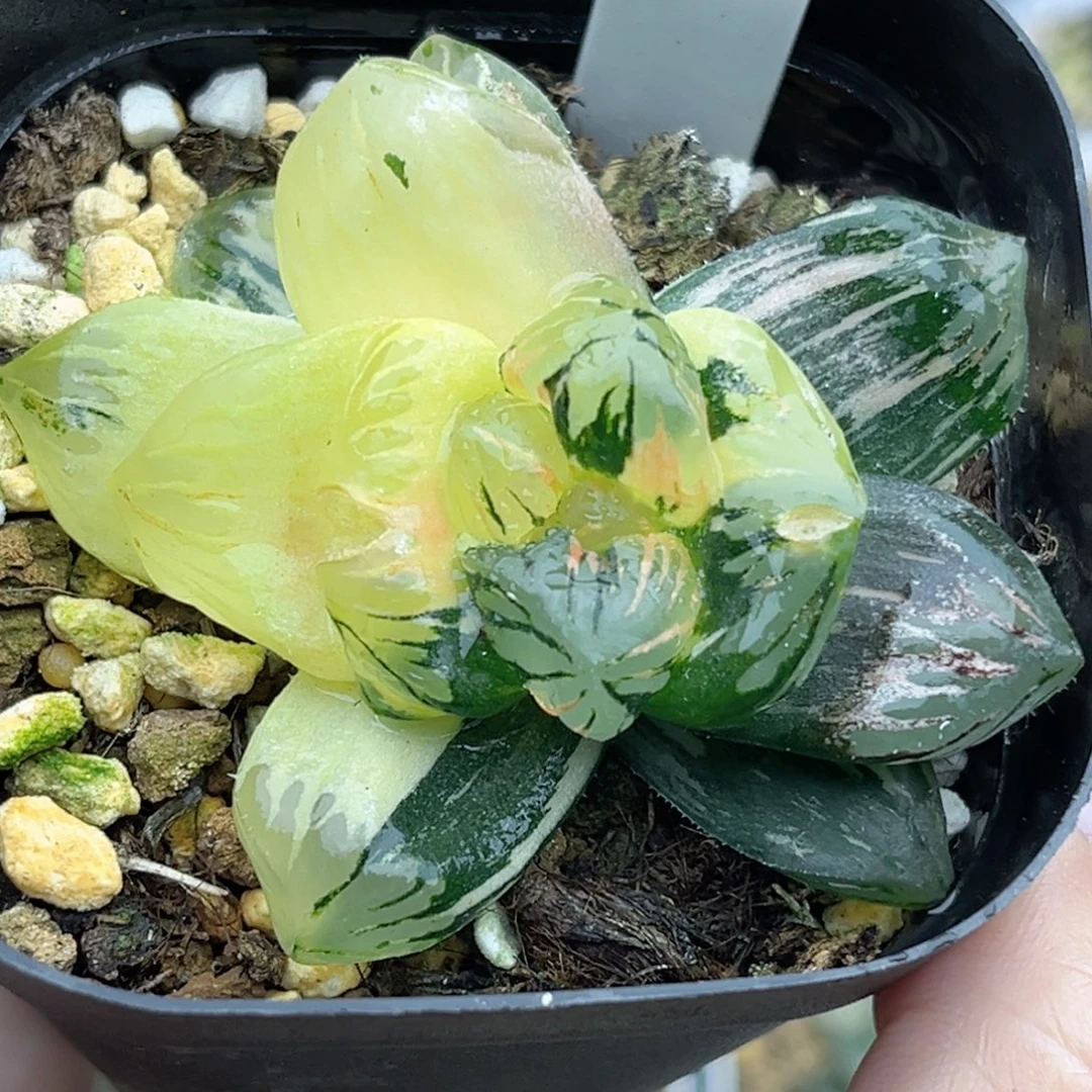 115黑水晶玉露锦福利专场