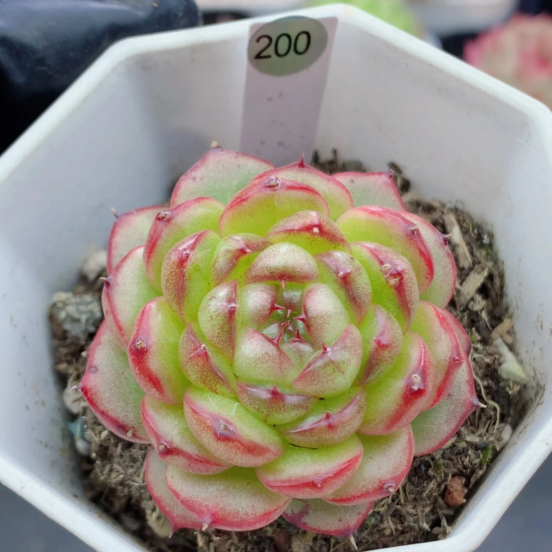 哈哈58包邮  群生不包整200